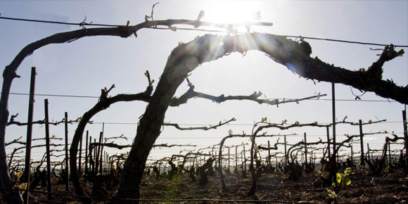 サヴァール ヴォワエット 2020年(仏シャンパーニュ750ml)