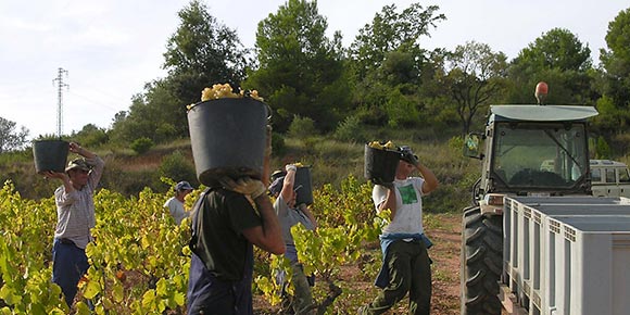カン・フェイセス　ネグレ・トラディシオ 2012年（スペイン ペネデス産赤ワイン750ml）