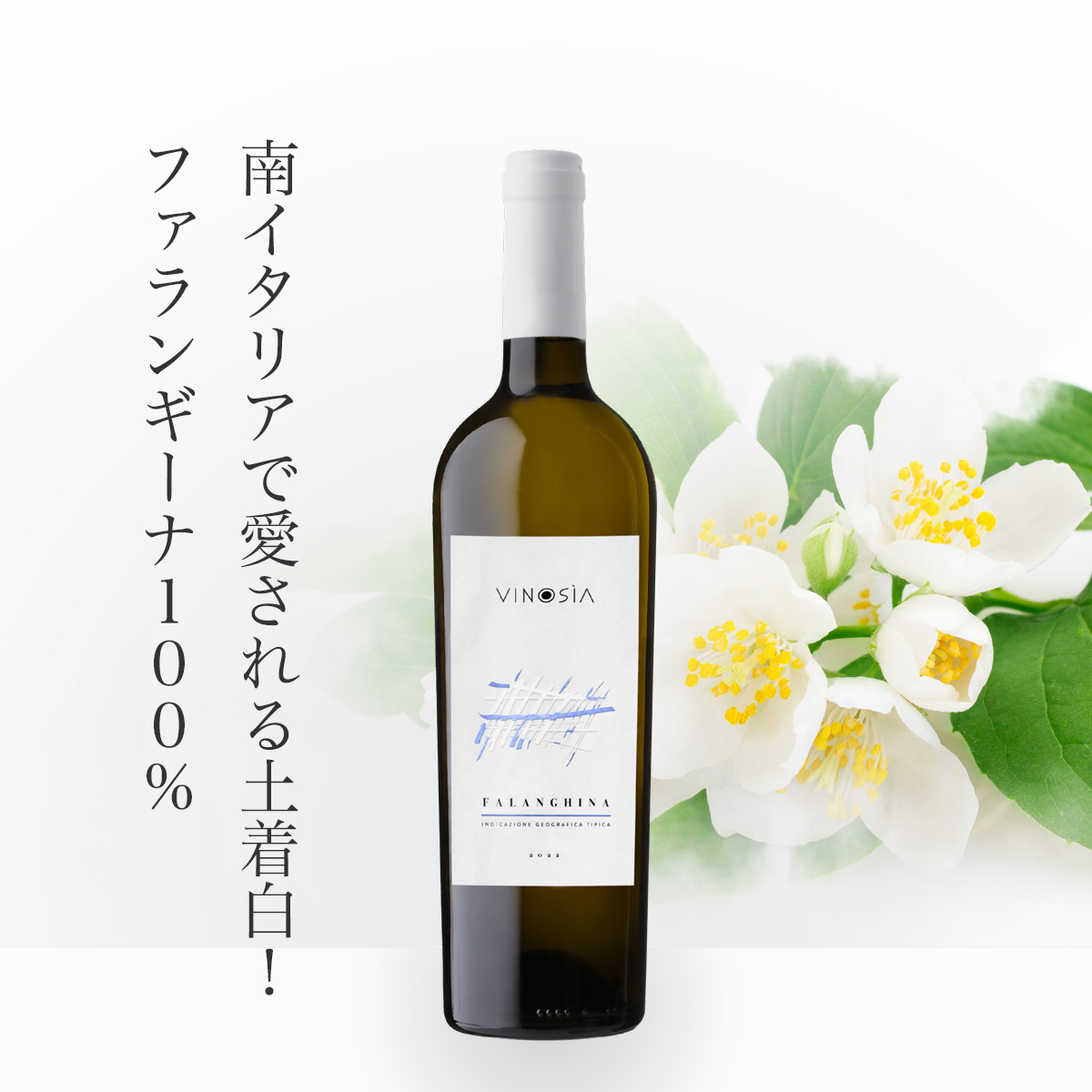 ヴィノジア ファランギーナ(伊カンパーニャ州産白750ml)