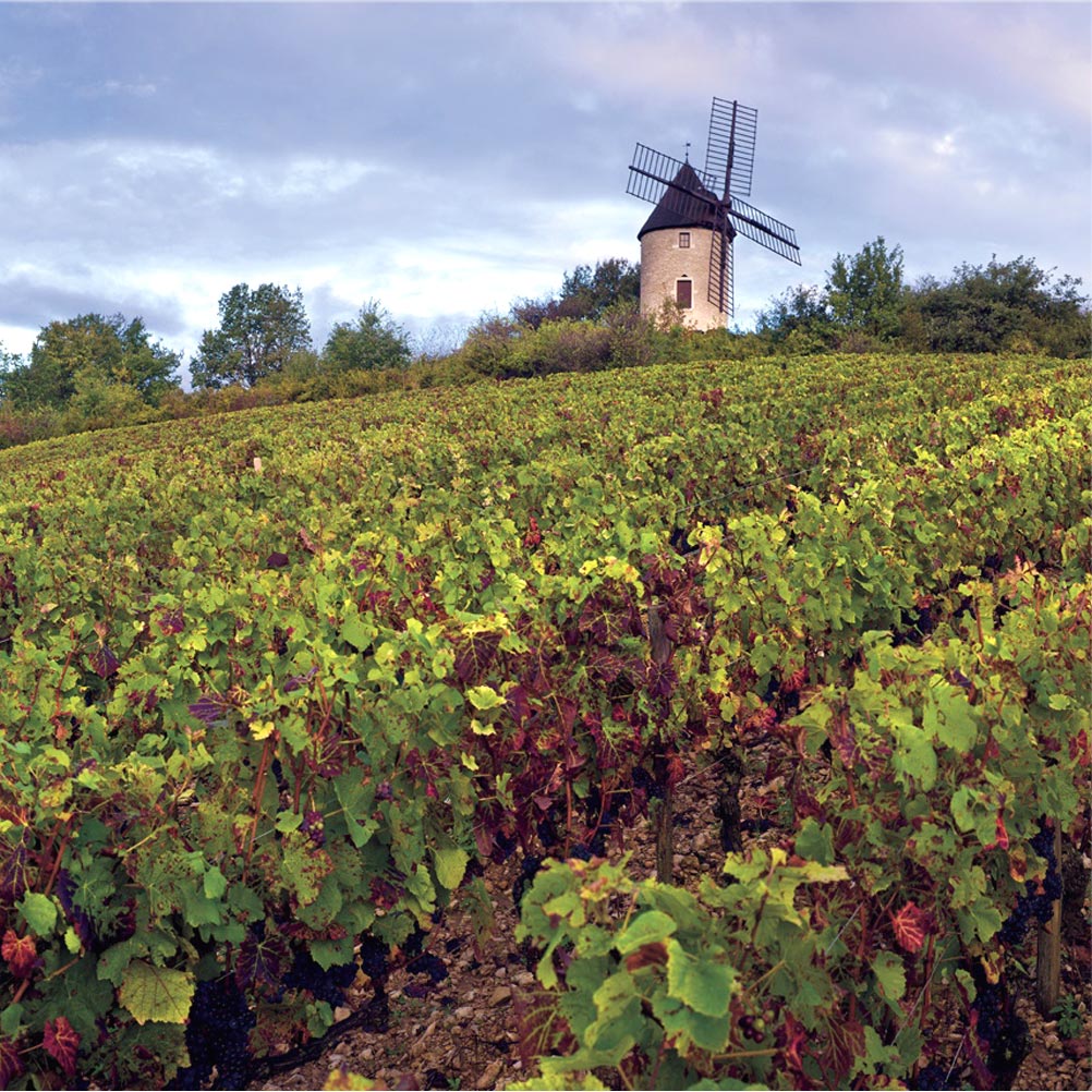 ブルゴーニュのぶどう畑