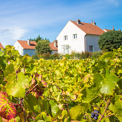 ブドウ畑と白い家