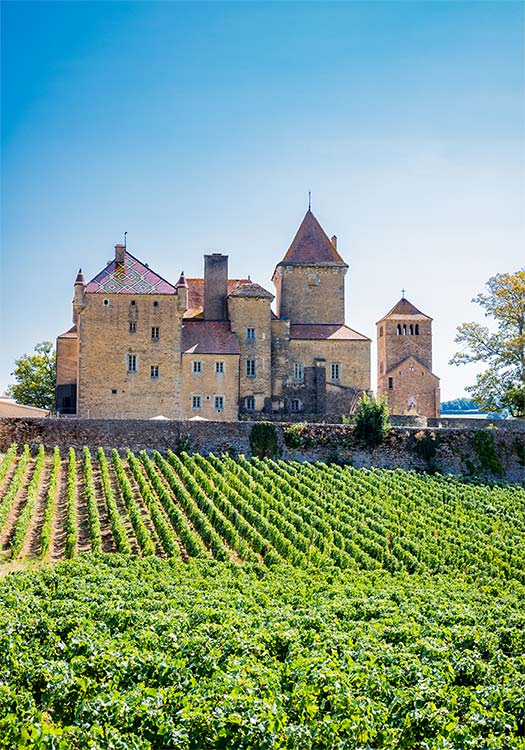 ブルゴーニュの畑