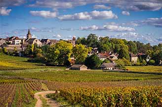 ブルゴーニュの畑