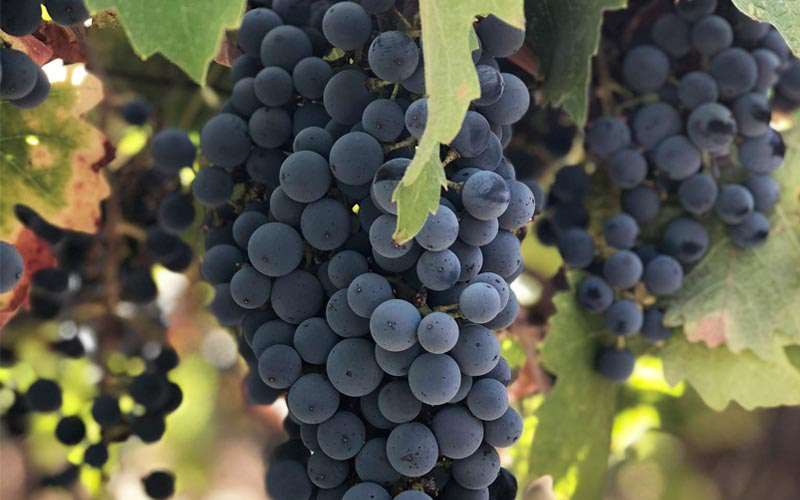 黒ぶどうの代表選手 “メルロ”