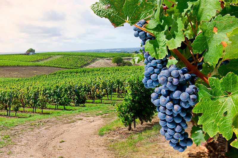 ブルゴーニュだけじゃない