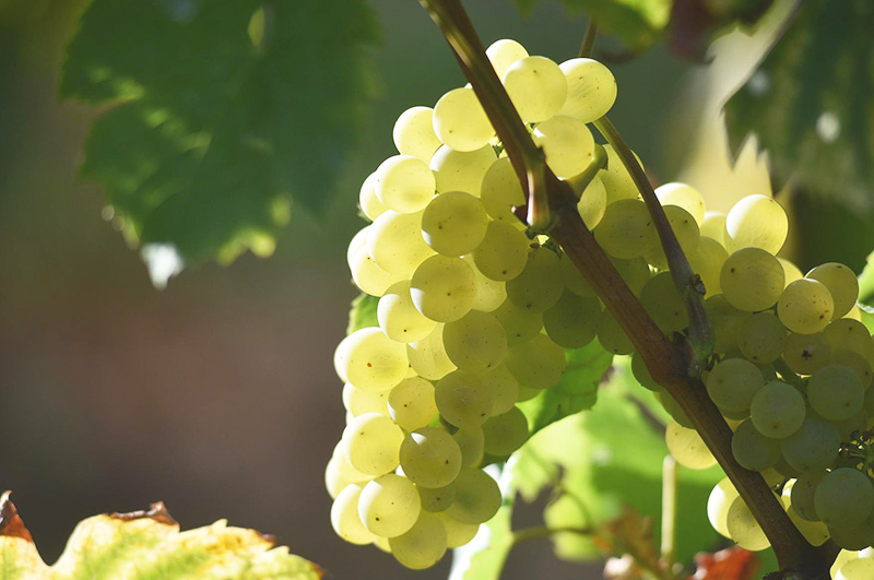 シャキッと美味しいリースリング