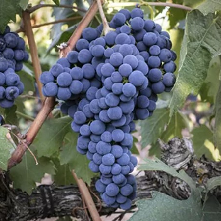 輝く才能に注目!スペインワイン3