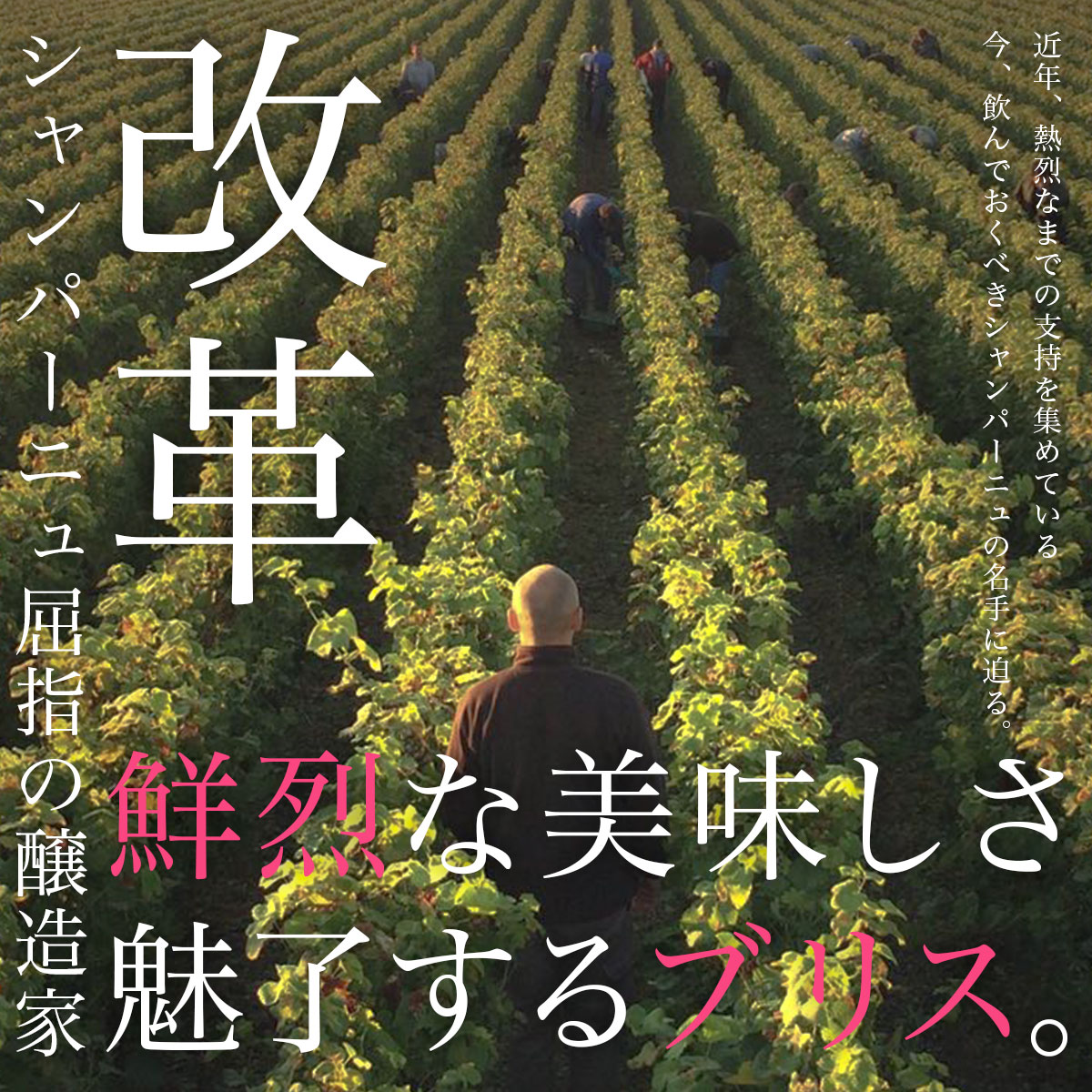 今、選ばれているシャンパーニュ 鮮烈な美味しさで魅了するブリス