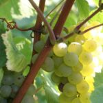 ブドウ品種を知ると、ワイン選びが一歩進む③テロワールと生産者を映す「鏡」、シャルドネ