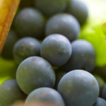 ブドウ品種を知ると、ワイン選びが一歩進む②魔性の品種、ピノ・ノワール