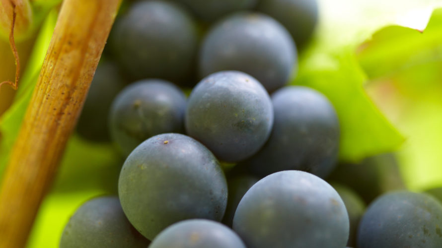 ブドウ品種を知ると、ワイン選びが一歩進む②魔性の品種、ピノ・ノワール