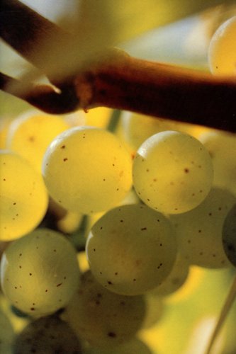 ブドウ品種を知ると、ワイン選びが一歩進む⑨日本で最初に人気になったブドウ品種かも？「リースリング」