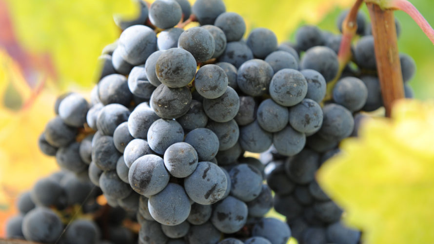 ブドウ品種を知ると、ワイン選びが一歩進む⑥ぶどう畑に唄うツグミ『メルロ』種