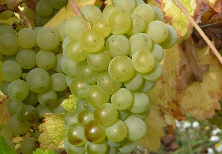 ブドウ品種を知ると、ワイン選びが一歩進む④和食との相性抜群、ソーヴィニヨン・ブラン