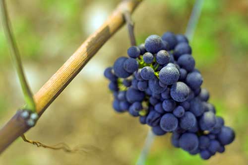 「ブドウの“品種”とは」 ワインはじめて講座