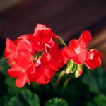 ワインボキャブラ天国【第55回】「ゼラニウムの花」英：geranium  仏：geranium  