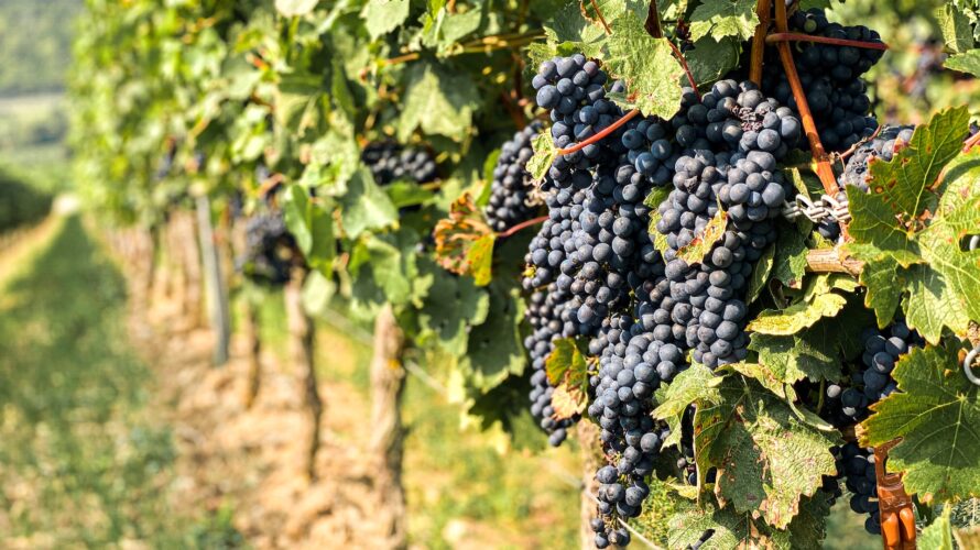 ワインボキャブラ天国【第161回】「ヴィーニュ/ブドウの樹」 英：vine/grapevine 仏：vigne