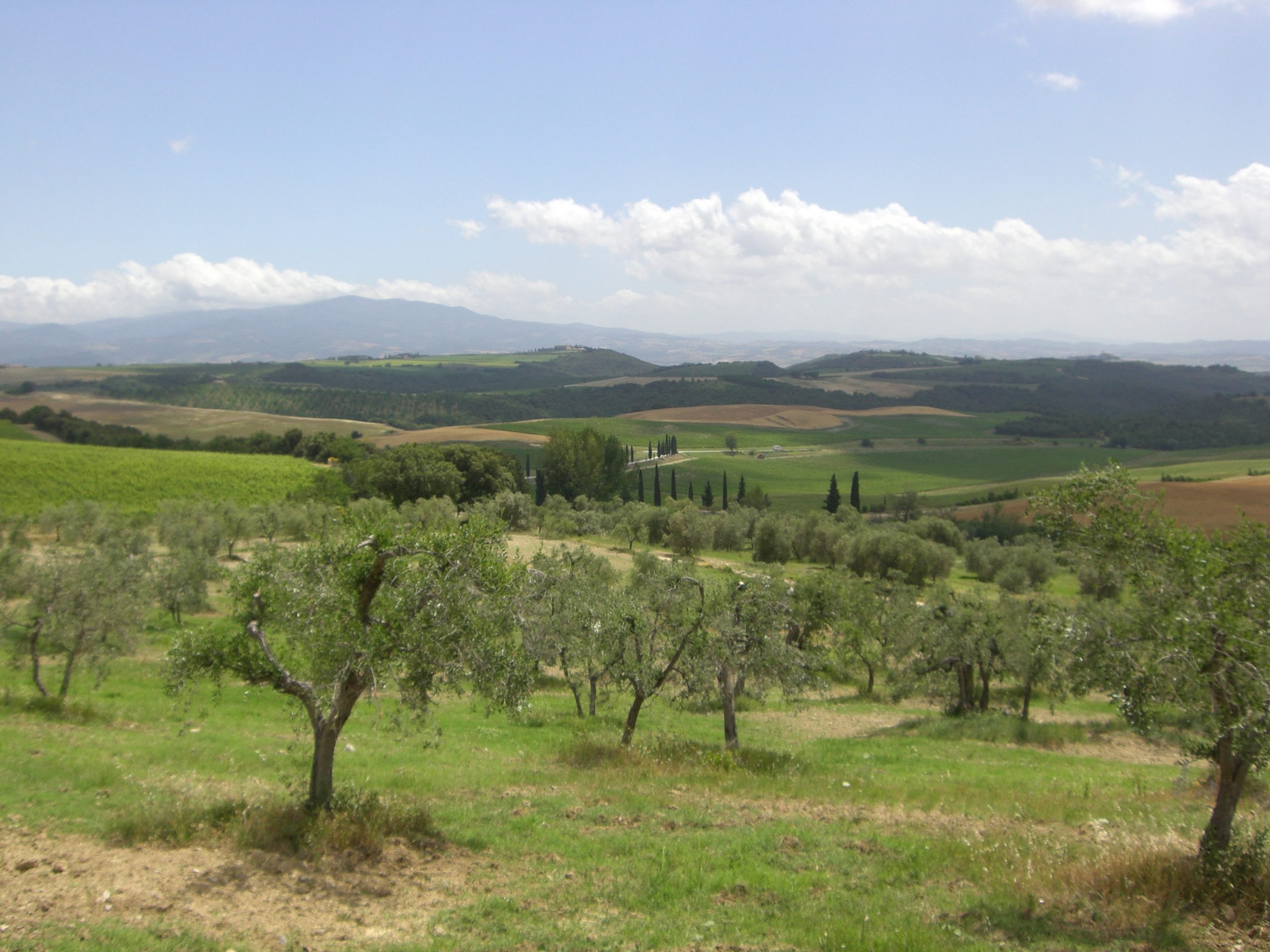 イタリア出張報告① ～ブルネッロ・ディ・モンタルチーノを4つのエリアに分けてみると （営業 青山 マルコ）