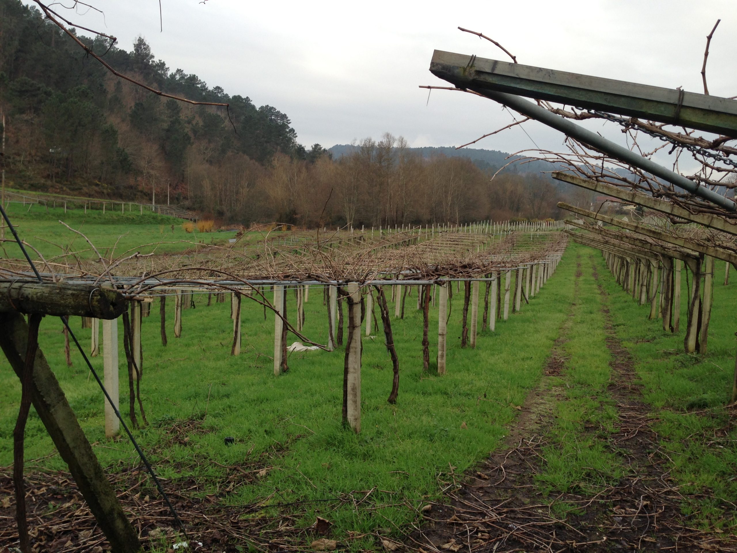 スペイン出張報告 ～リアス・バイシャスにいってきました～ （営業 戸谷 良子）