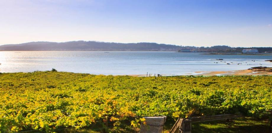 スペイン出張報告 ～スペイン最大級のワインフェア“Fenavin”で、リアス・バイシャスの白ワインを探してきました （営業 寺坂 和也）