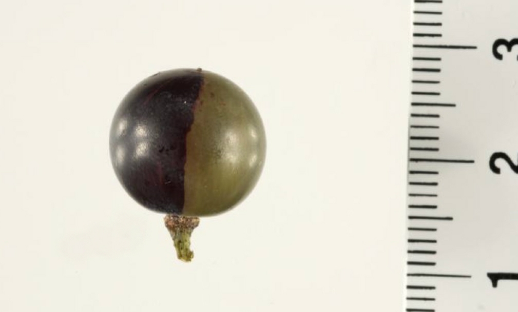 Riojaの品種の多様性と、『Rioja＝テンプラニーリョ』となった背景を追う（営業 寺坂 和也）