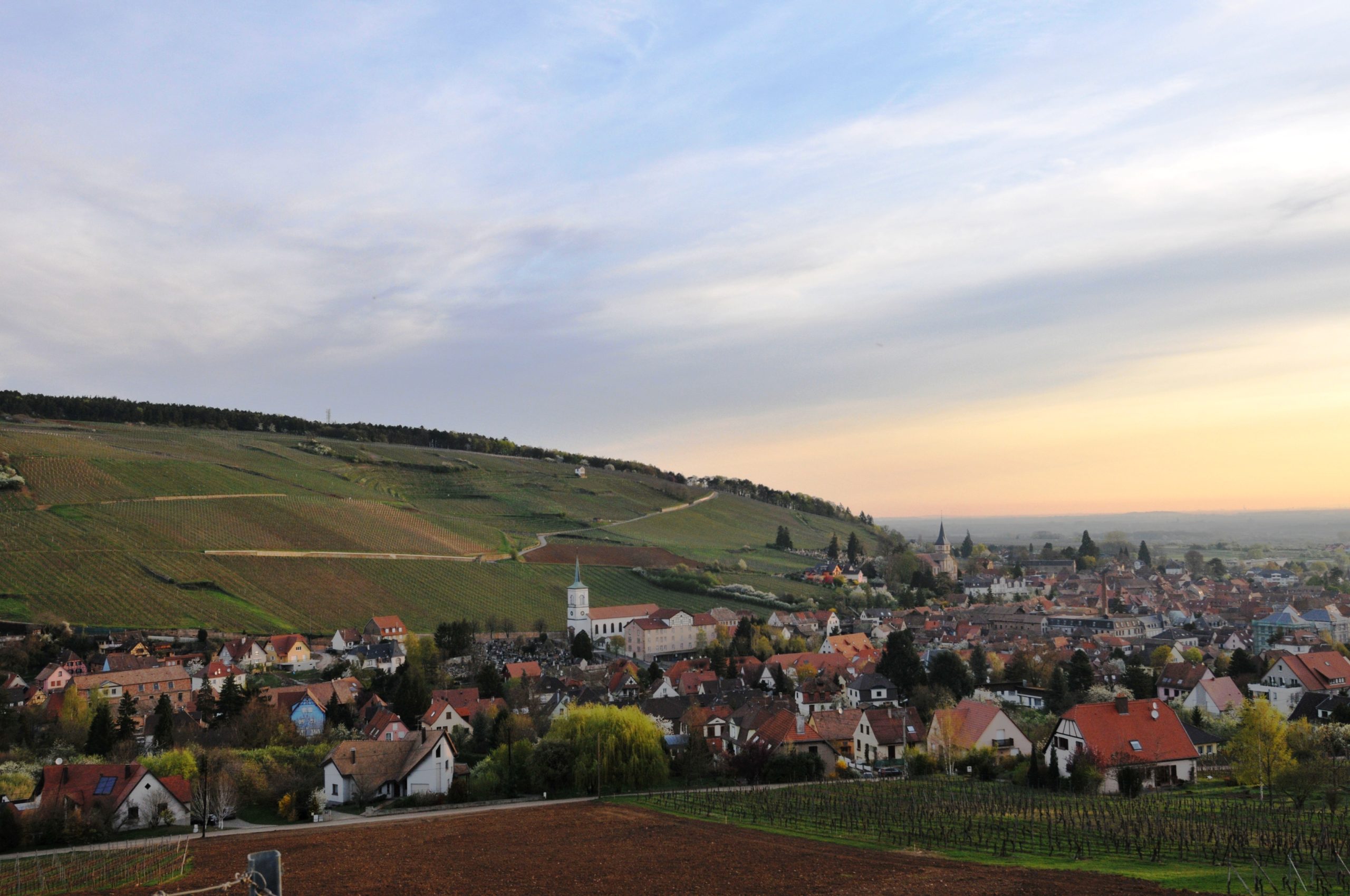 アルザス出張報告 ～アルザスの格付けを巡る生産者や村々の動き（営業 池田 賢二）