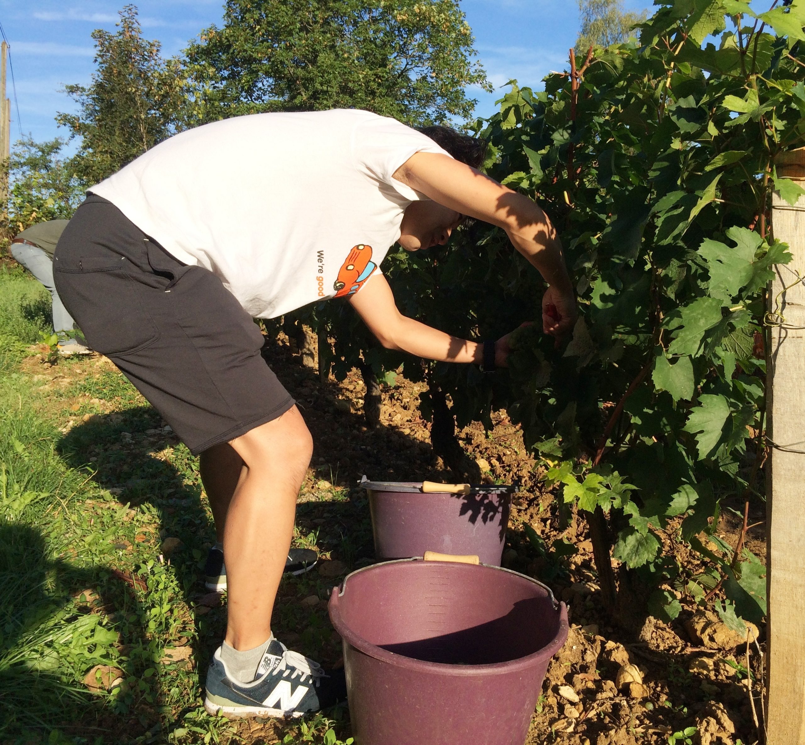 ブルゴーニュ出張報告 ～収穫期のオーセロワ地区、コート・シャロネーズ地区を巡る（営業 山口 要）