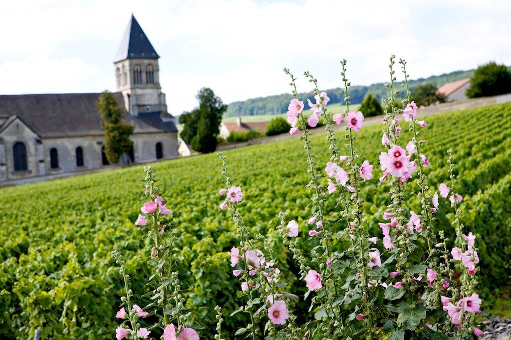 「シャンパーニュの真実」セミナーの内容を公開します！（後編）（代表取締役社長　石田大八朗）