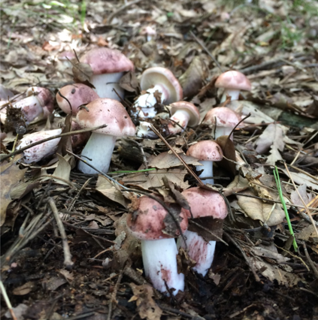 天然きのこの魅力に迫る 前編 日本で採れる天然きのこの種類と入手方法 フィラディスワインコラム プロ