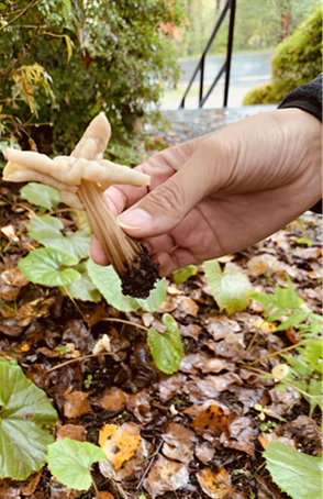 天然きのこの魅力に迫る 前編 日本で採れる天然きのこの種類と入手方法 フィラディスワインコラム プロ