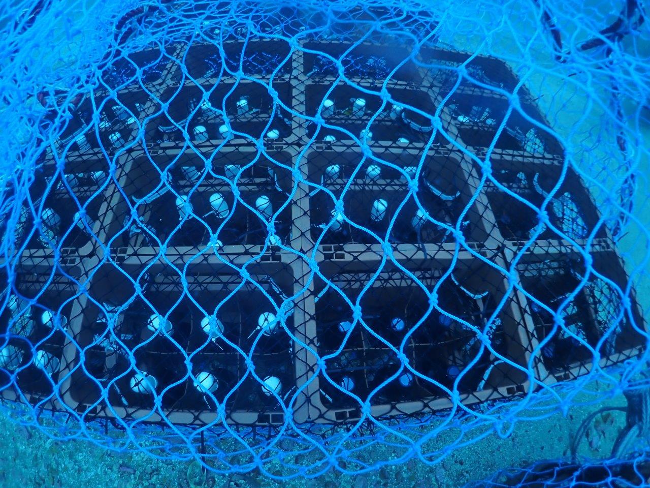 北海道の7つの海域でワインを熟成、味わいを科学的に分析   株式会社 北海道海洋熟成 　本間一慶さんインタビュー