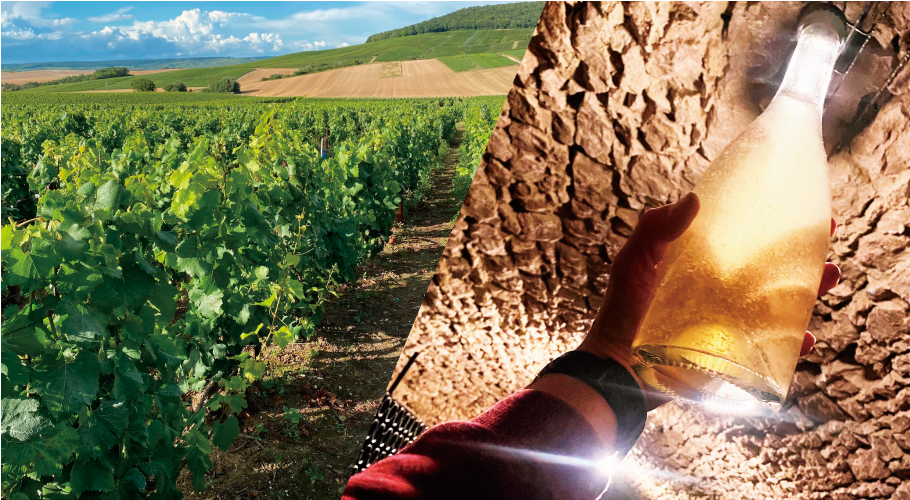 【希少】ブドウ畑から始まる職人ワイン造り 希少】ブドウ畑から始まる職人ワイン造り