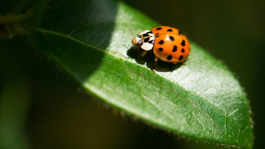 ブドウ樹の病害と新しい対策について＜後編＞<br>-Pest / 有害生物- （仕入れ担当　末冨春菜）