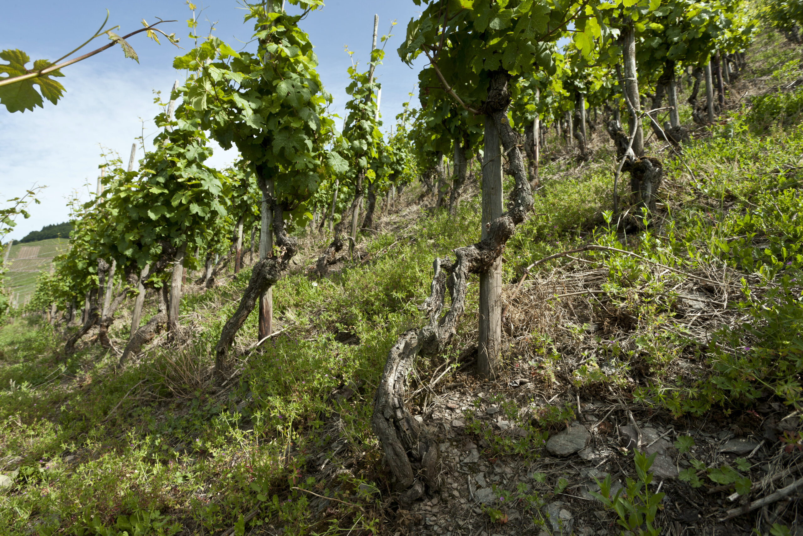 Carl Lowenの樹齢100年越えの古木