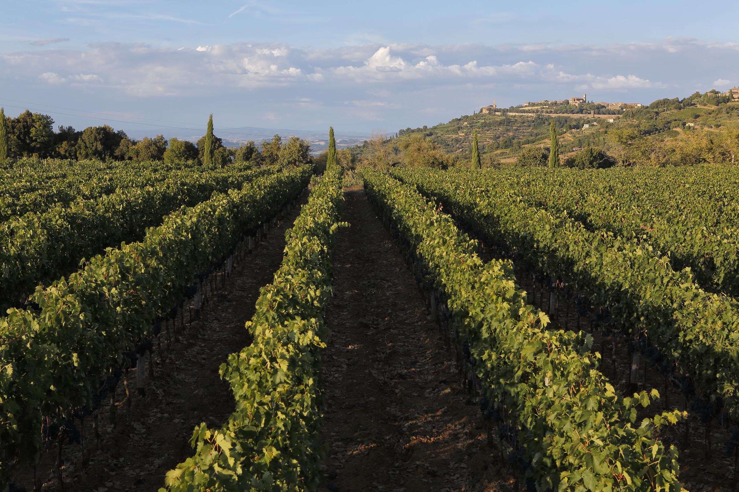標高の高さが特徴のレ・ポタッツィーネの畑