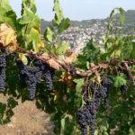 ワイン産地における気候変動の脅威