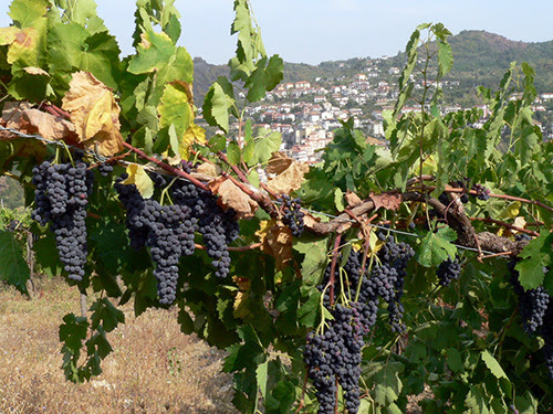 ワイン産地における気候変動の脅威