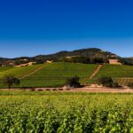 カリフォルニアのブドウ収穫量低下とワインの消費傾向の変化