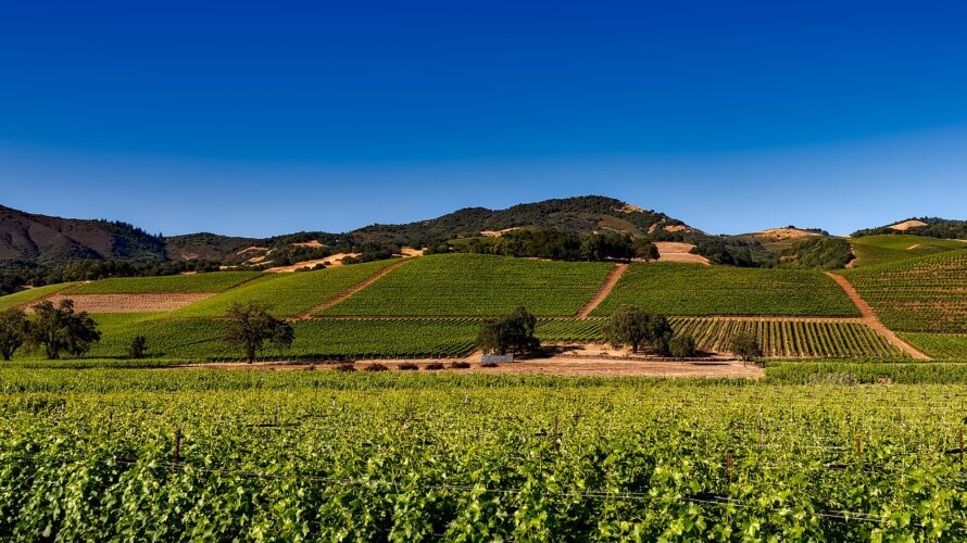 カリフォルニアのブドウ収穫量低下とワインの消費傾向の変化