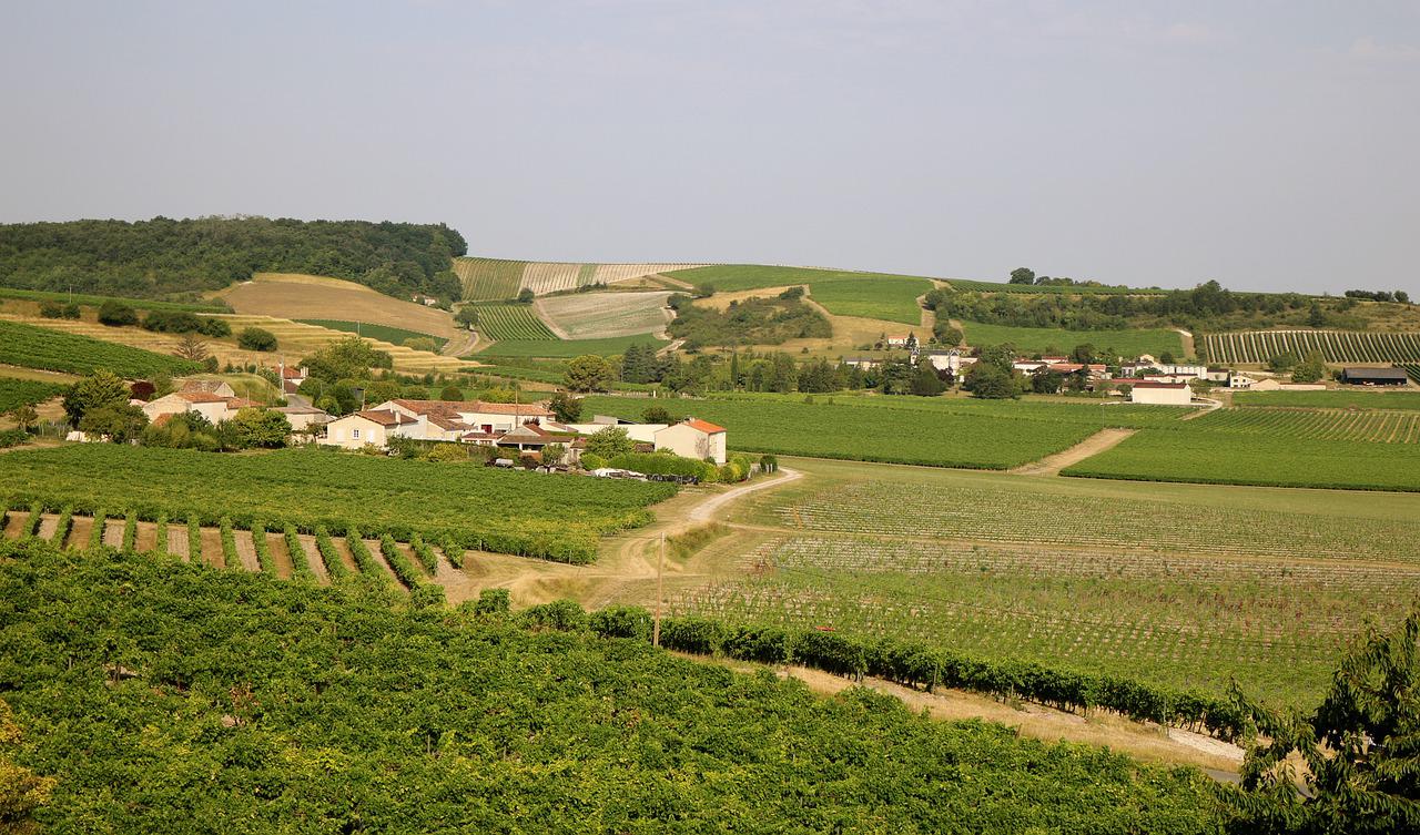 vines-4579062_1280.jpg