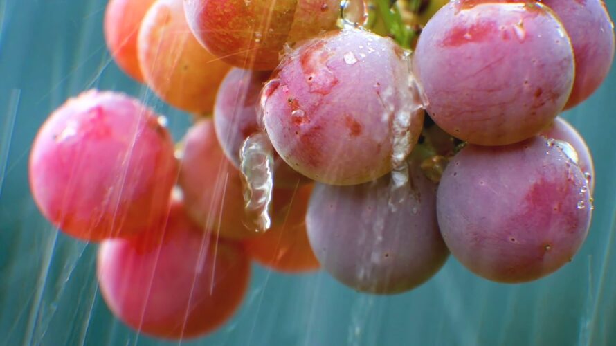 雨により生産量の増加が見込まれるスペインワイン