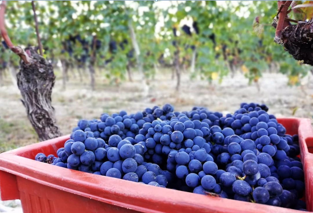 バローロ 2020：美しきヴィンテージ | フィラディスワインニュース