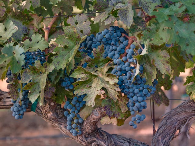 カリフォルニアの残酷な冷夏