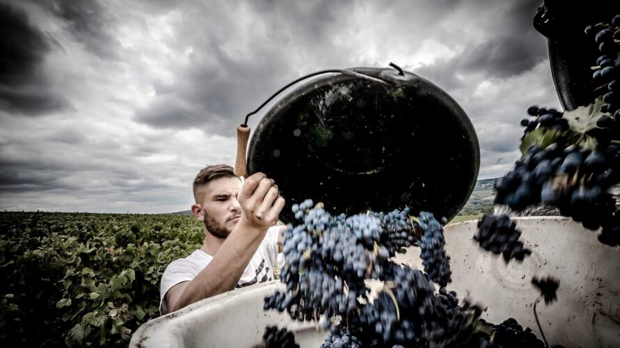 ブルゴーニュ2025年：栄光と失望