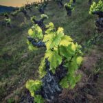 古いほど良いのか？ 大いなるブドウ木論争