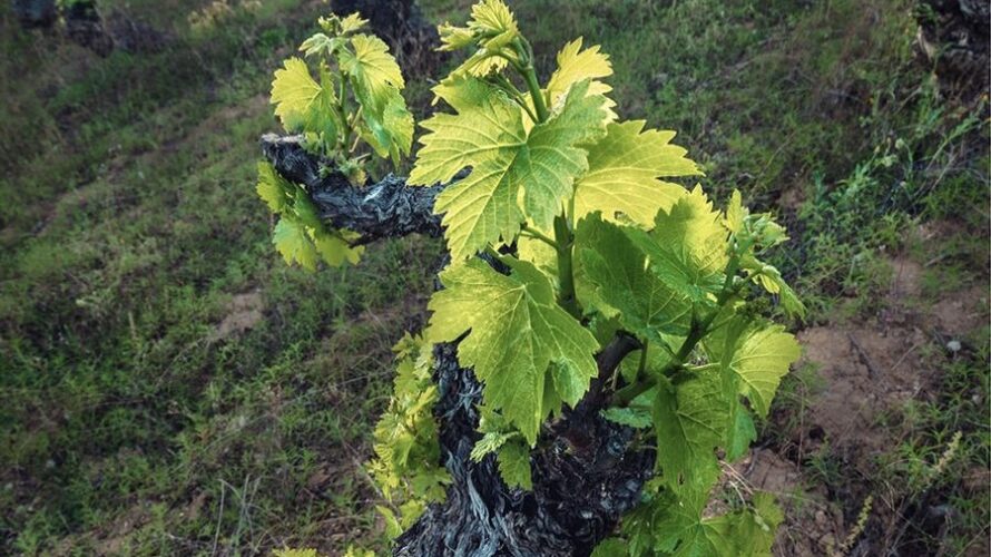 古いほど良いのか？ 大いなるブドウ木論争