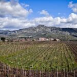 接ぎ木されていない自根のブドウ木「フラン・ド・ピエ」の意義ある最初の一歩