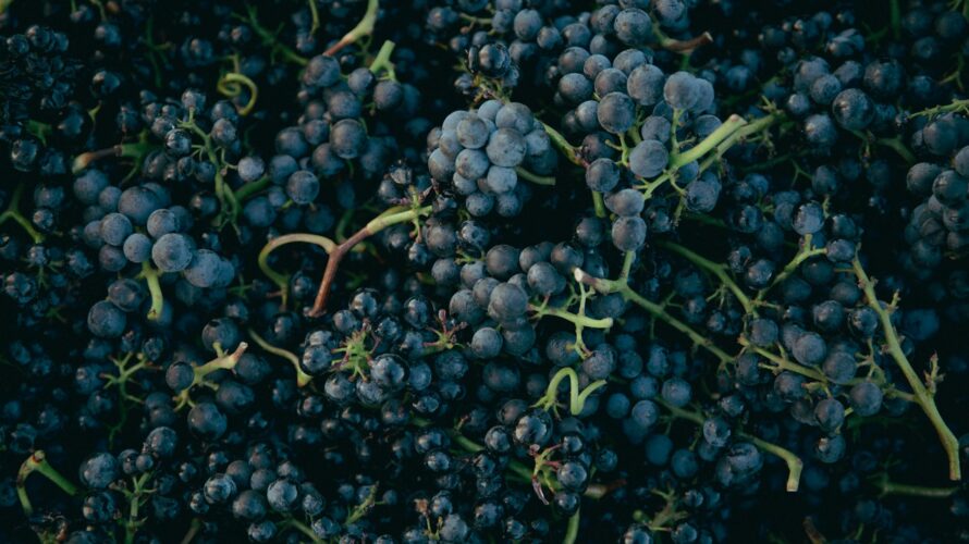 人気の全房発酵：ワインにおける梗の要素