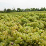 ブルゴーニュ2024、逆襲の年