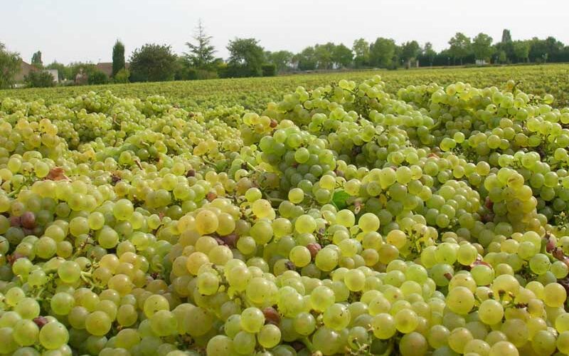 ブルゴーニュ2024、逆襲の年